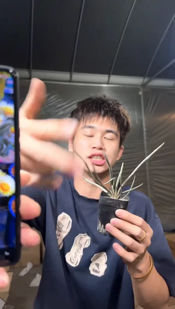 【实生根】 美杜莎