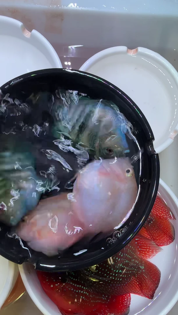 鹦鹉鱼宝蓝一对胭脂粉一对