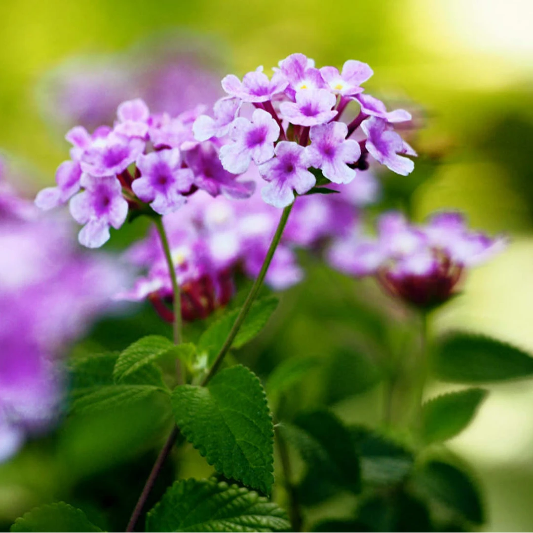 五色梅盆栽大苗带花苞马缨丹花卉室内阳台绿植四季开好养驱蚊植物