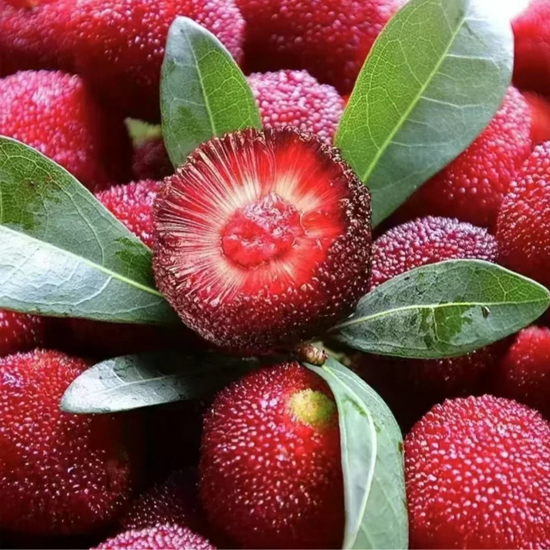 【绿野大叔】浙江仙居东魁杨梅鲜嫩多汁2斤分装和4斤原箱-顺丰