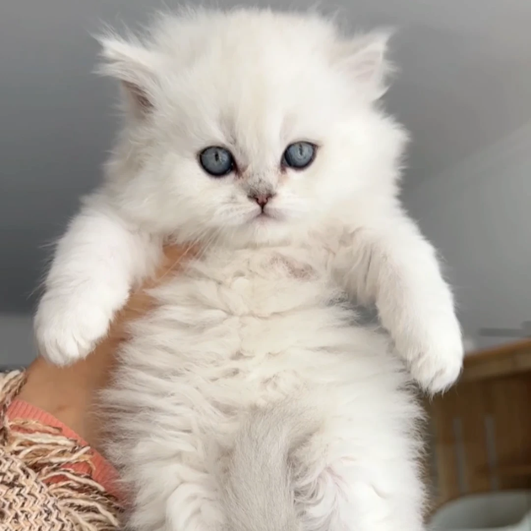 金吉拉弟弟妹妹纯种可爱猫宠物猫买猫直播间