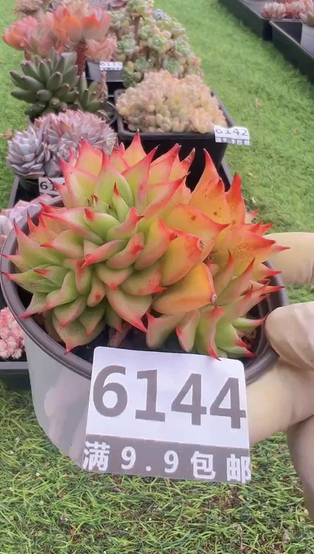 【闪购商品】信福多肉一物一拍