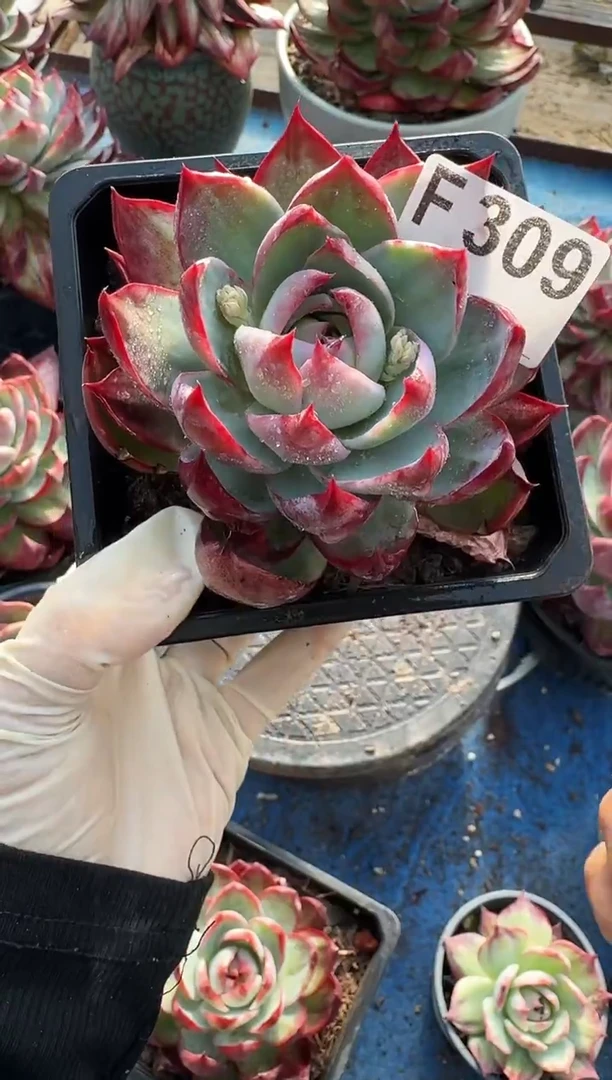 F309惊鸿仙子（裸根发货）