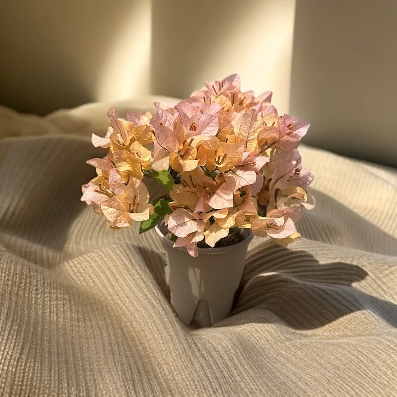 多品种勤花三角梅鲜花盆栽四季开花耐热好养庭院阳台绿植花卉老桩