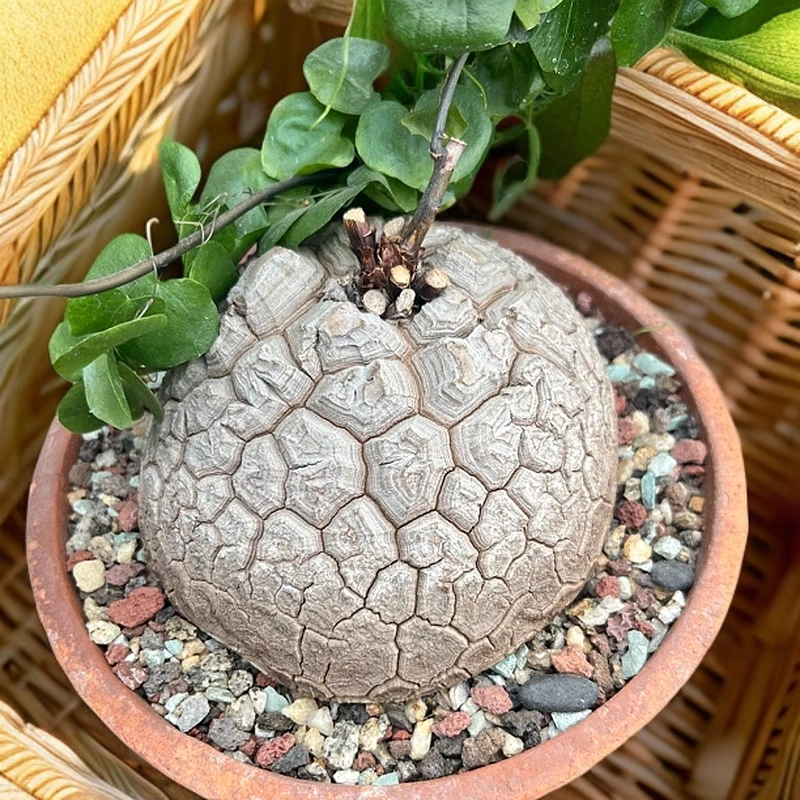 南非龟甲龙多肉植物实图一物一拍