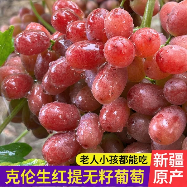 D【顺丰明日达】新疆八十五兵团“克伦生无籽红提”脆甜新鲜当季水果绿色证书A级认证9·18新疆维吾尔自治区