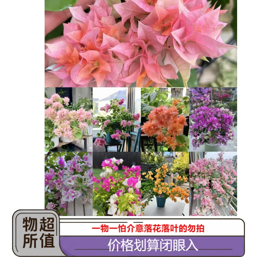 单颗彩色三角梅，介意落花落叶慎拍