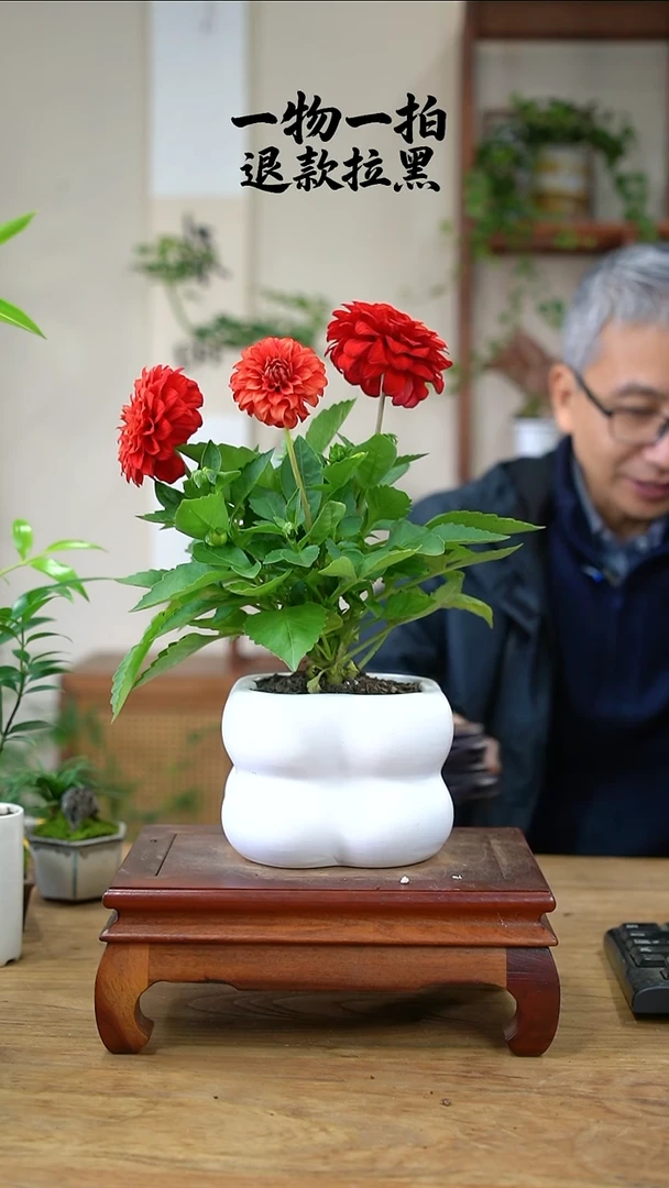 完全开放自****猫大丽花265