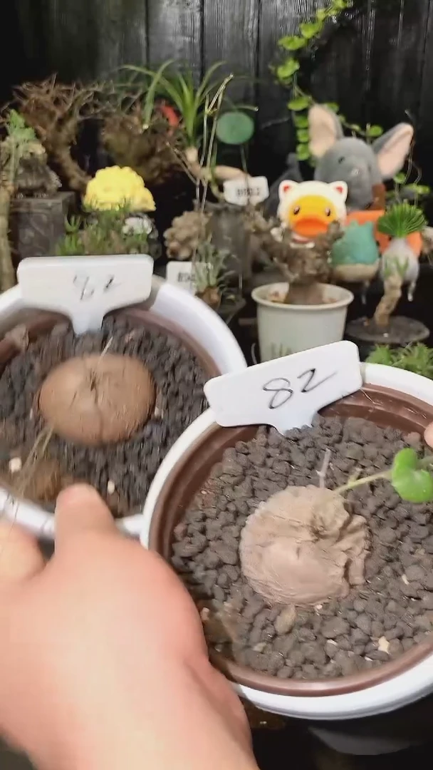 82号1024福利特价南非龟甲龙套餐