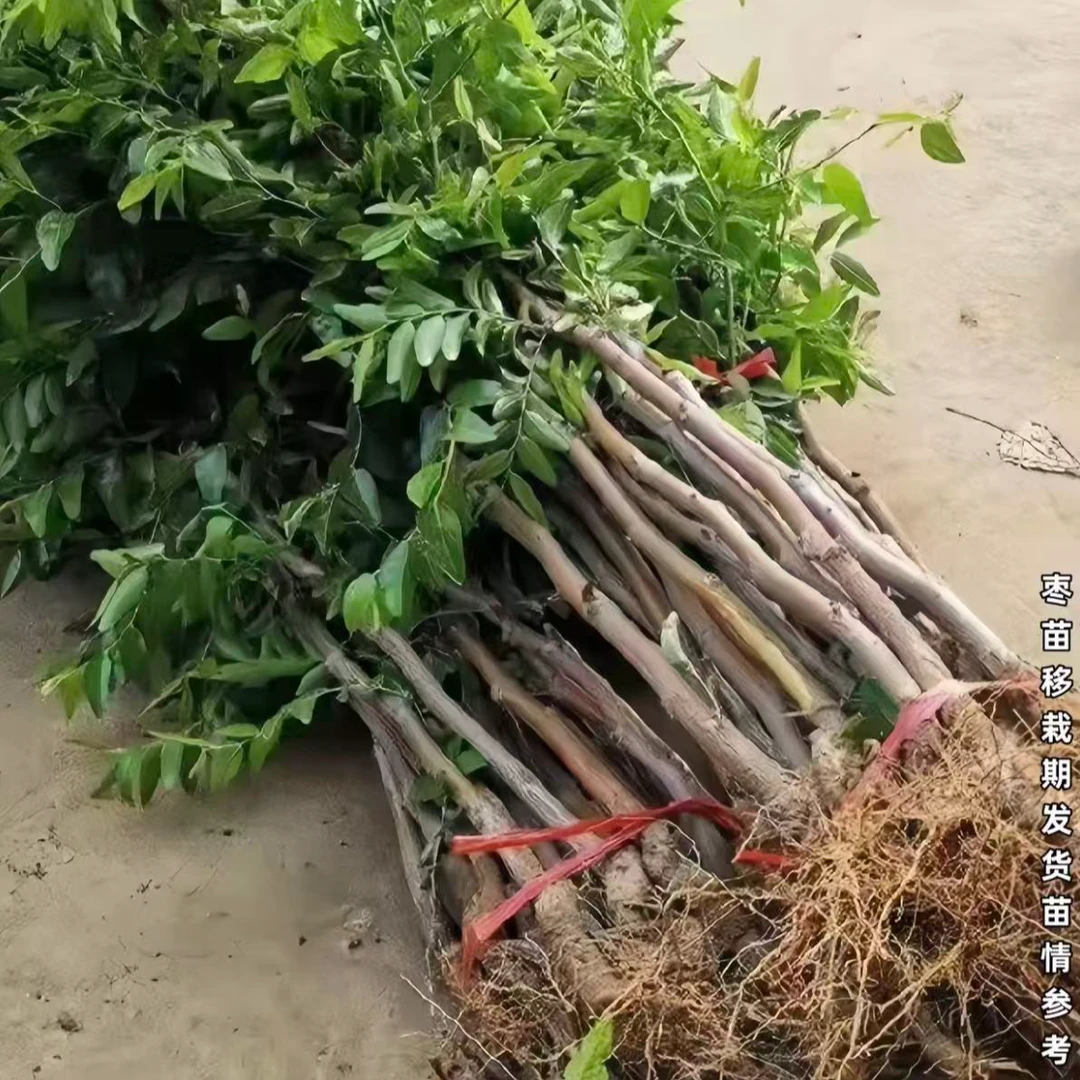 正宗冬枣树苗冰糖冬枣南北方阳台小院盆栽地栽枣树苗