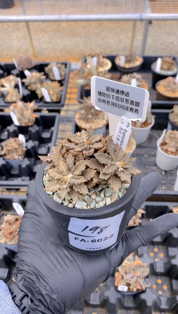 【闪购商品】图拉大戟FA-6022