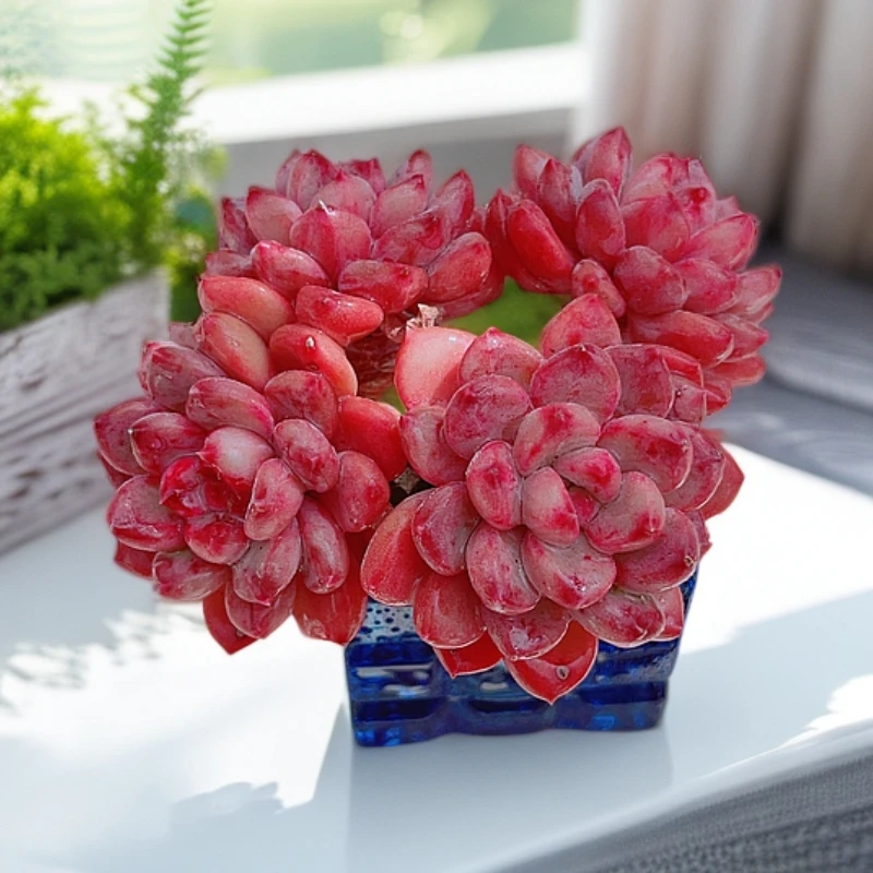 【无土栽培多肉】无土粉珍妮3-4头老桩带盆精品多肉室内阳台党好养