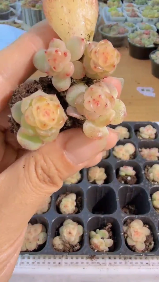 千金109 单双混 3颗量拍混发 满9.9包邮