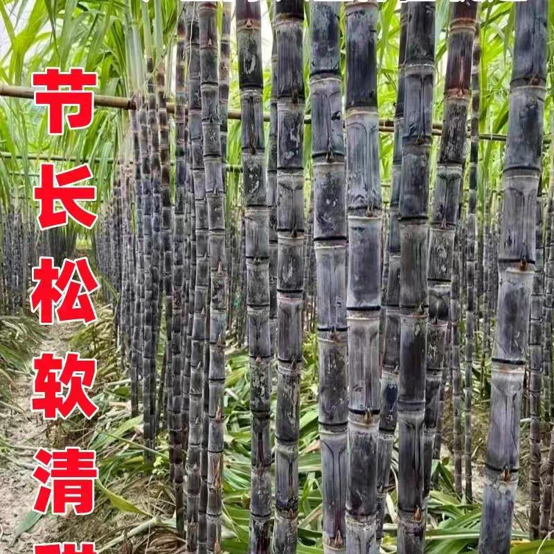 高产四季黑皮甘蔗苗南北方可盆栽地栽带土带杯基地直发