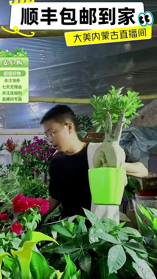 完全开放十年桩沙漠玫瑰