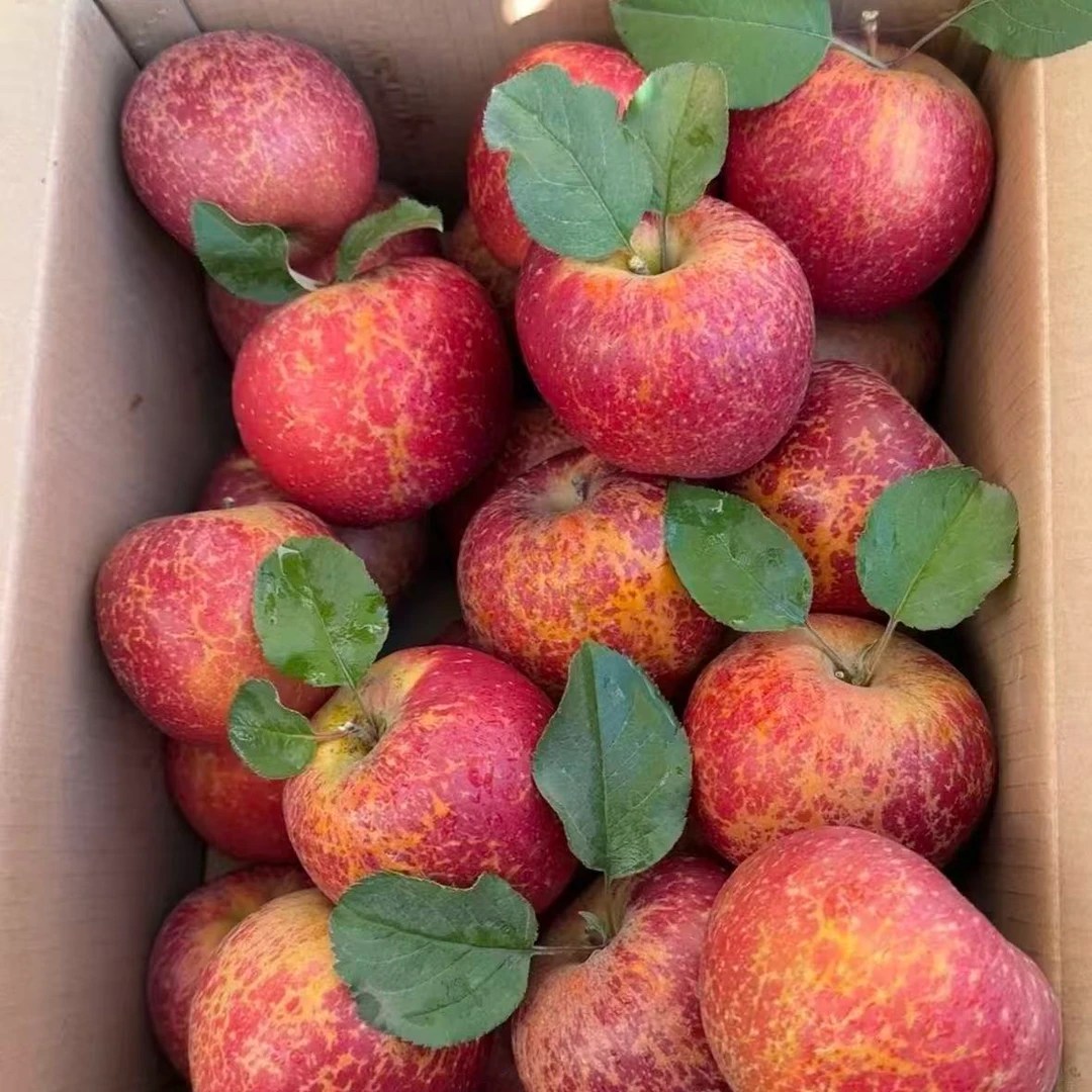 【正宗昭通丑苹果】2025年云南昭通丑苹果冰糖心脆甜