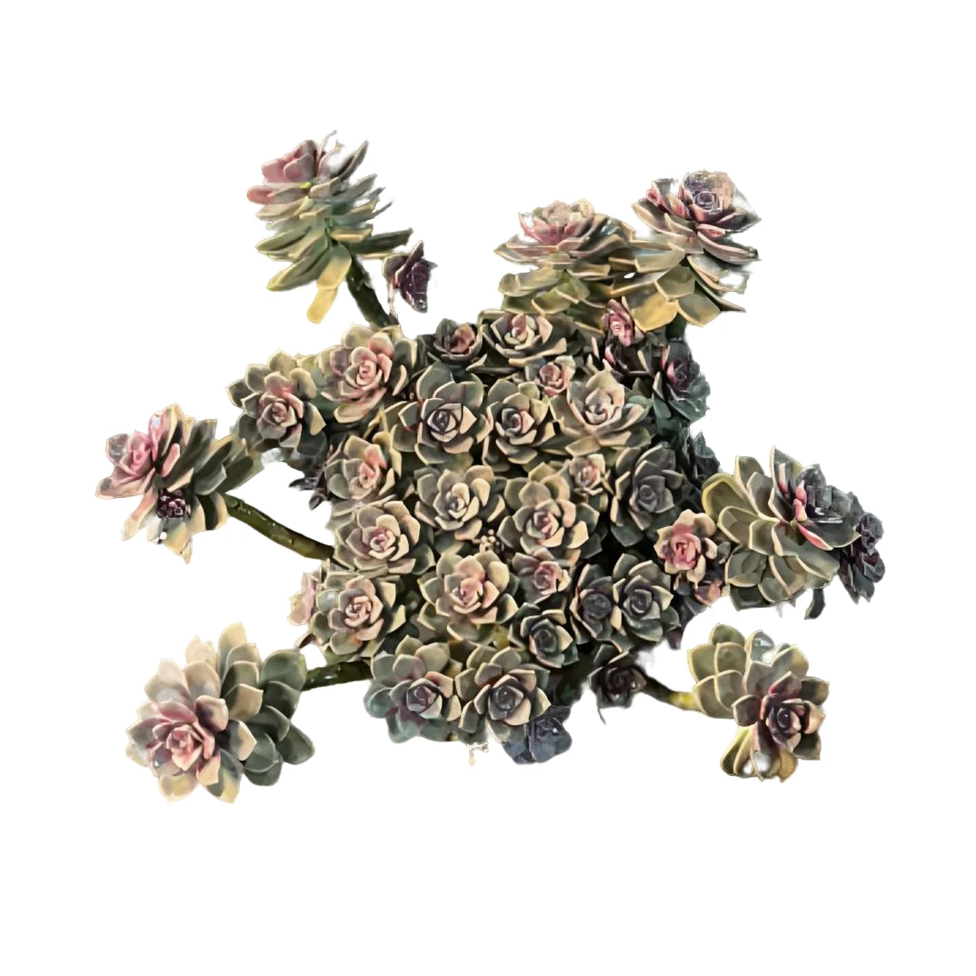 【巨无霸超大紫乐】老桩精品盆栽绿植控养大型飘枝造型多肉