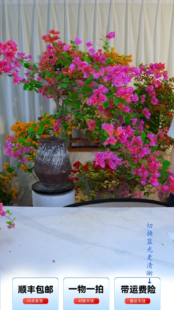 大部分开放少量花苞粉九月