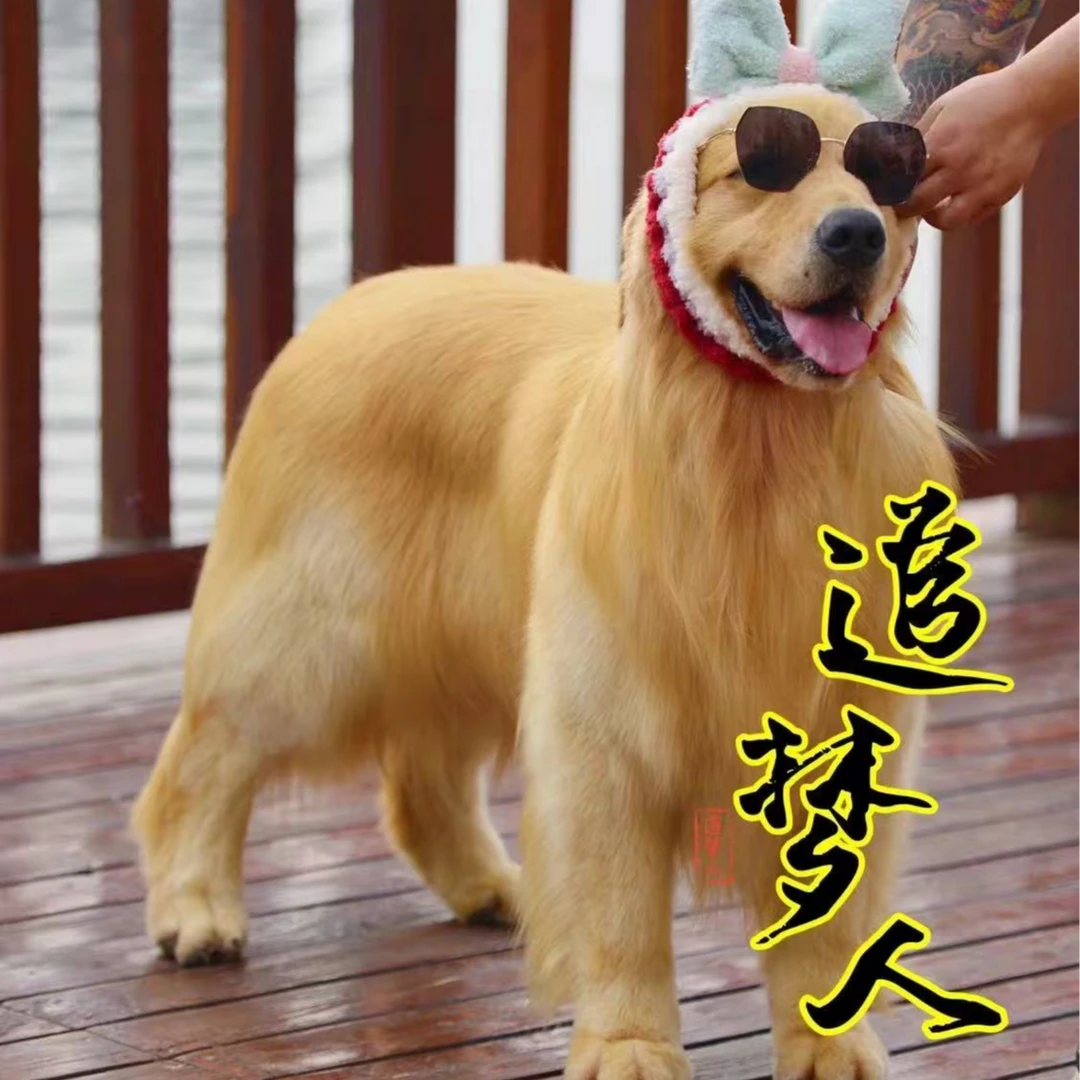 追梦人赛级金毛犬舍