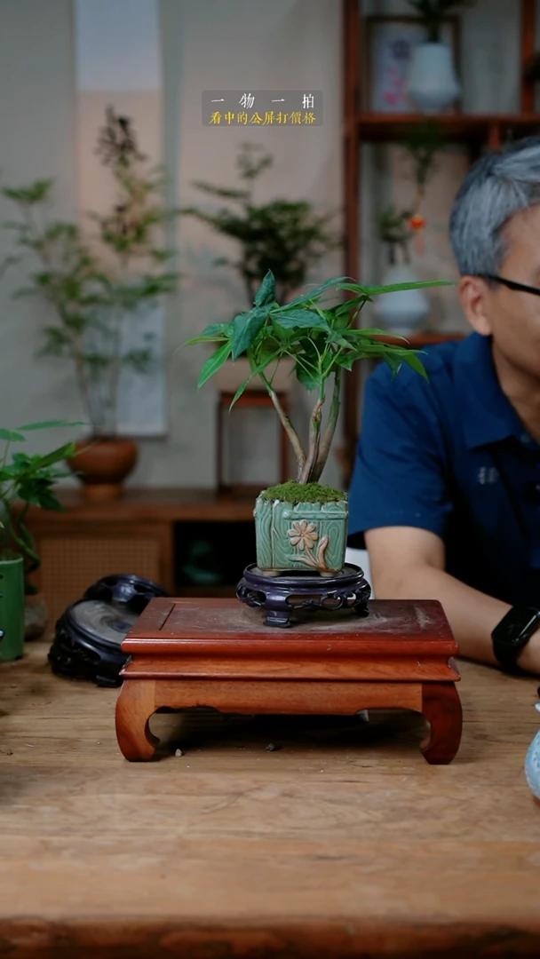不开花植物紫**恋发财树200