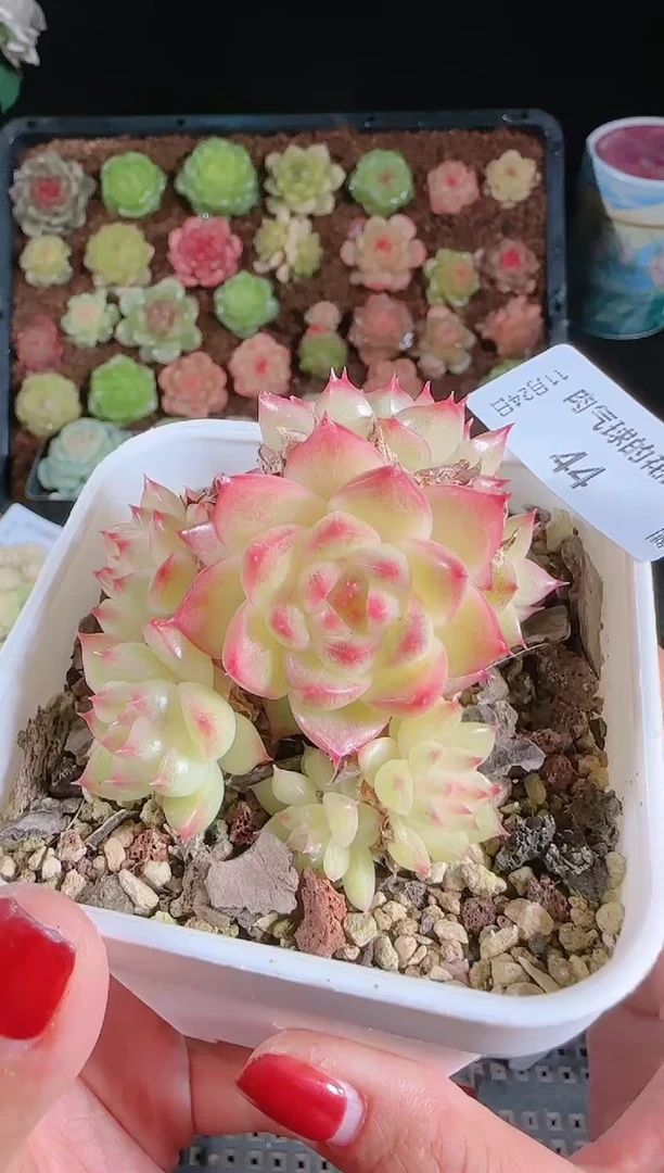 1124-44群生不包整