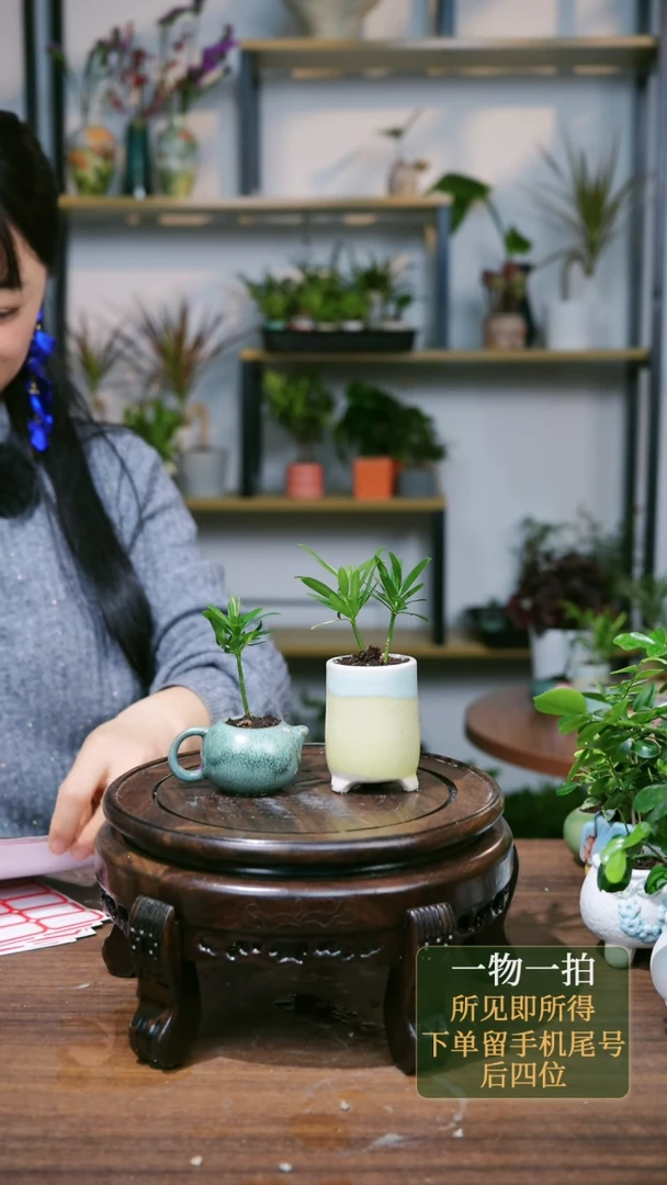 【闪购商品】110-6338罗汉松黄茶壶