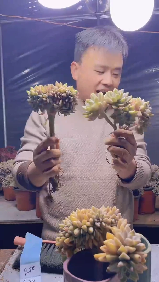 【闪购商品】缀化256