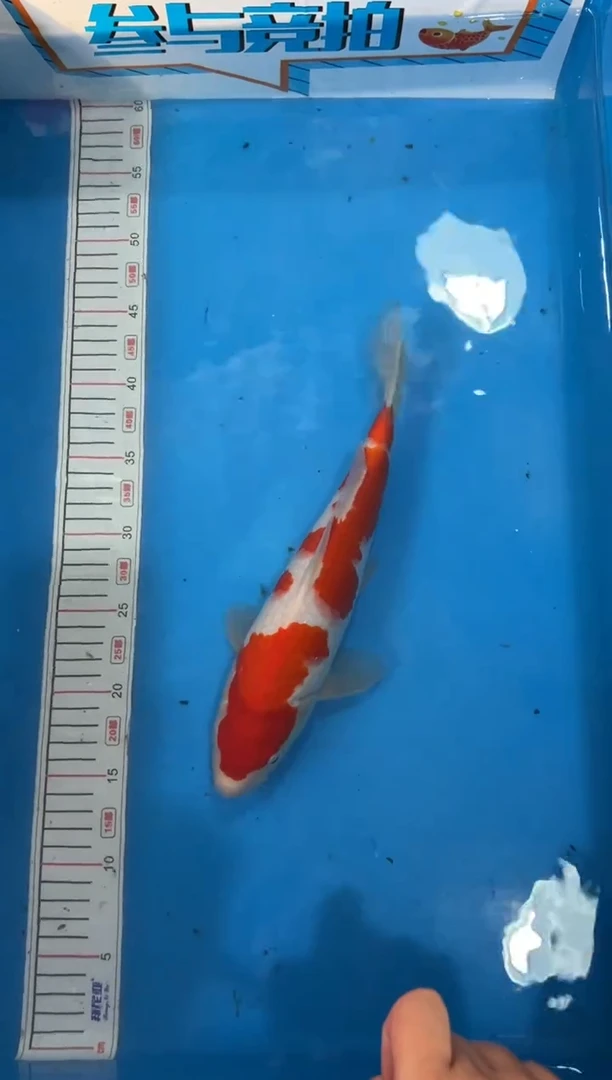 锦鲤微*28号锦鲤红白鱼 闪购