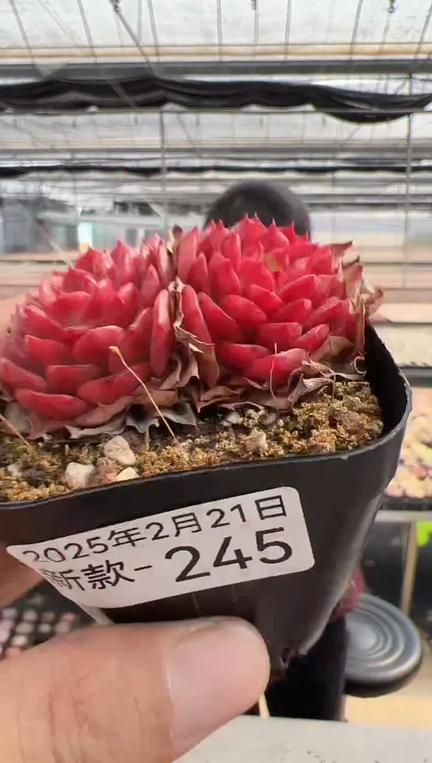 【闪购商品】新款多肉-245