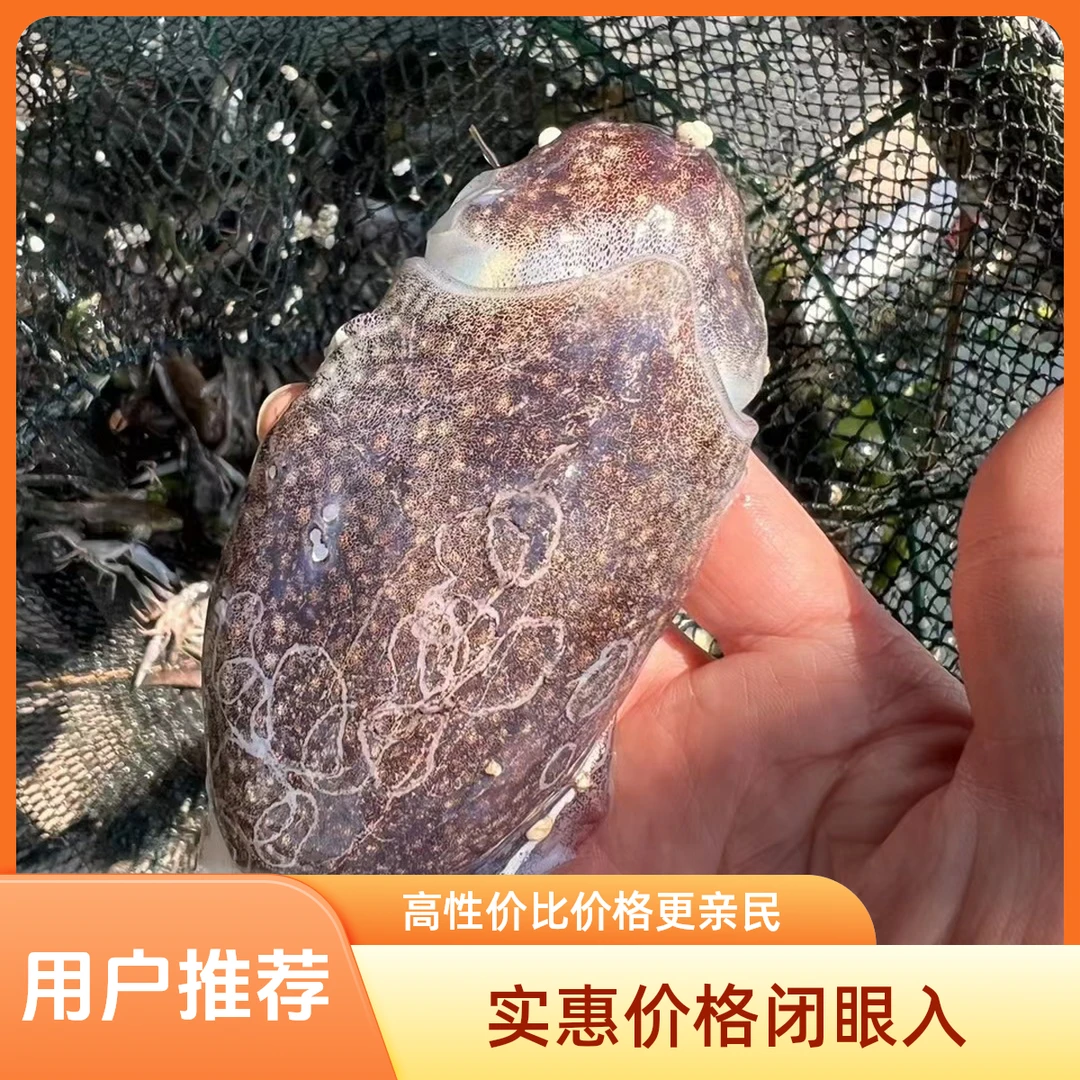 小墨鱼1斤10个左右福建闽南澎湖海域野生捕捞乌贼