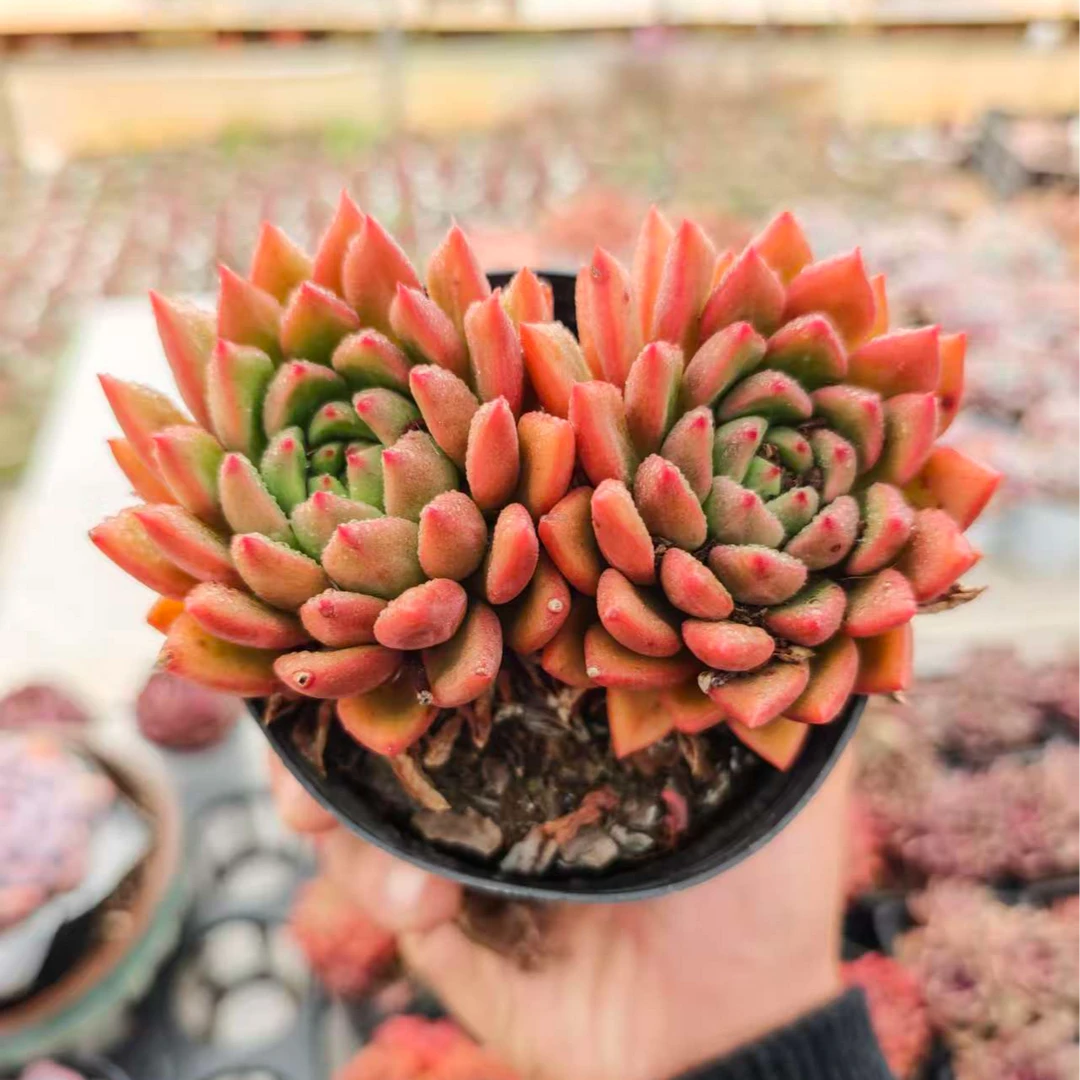 精控红酒 拾忆多肉 好养阳台多肉植物