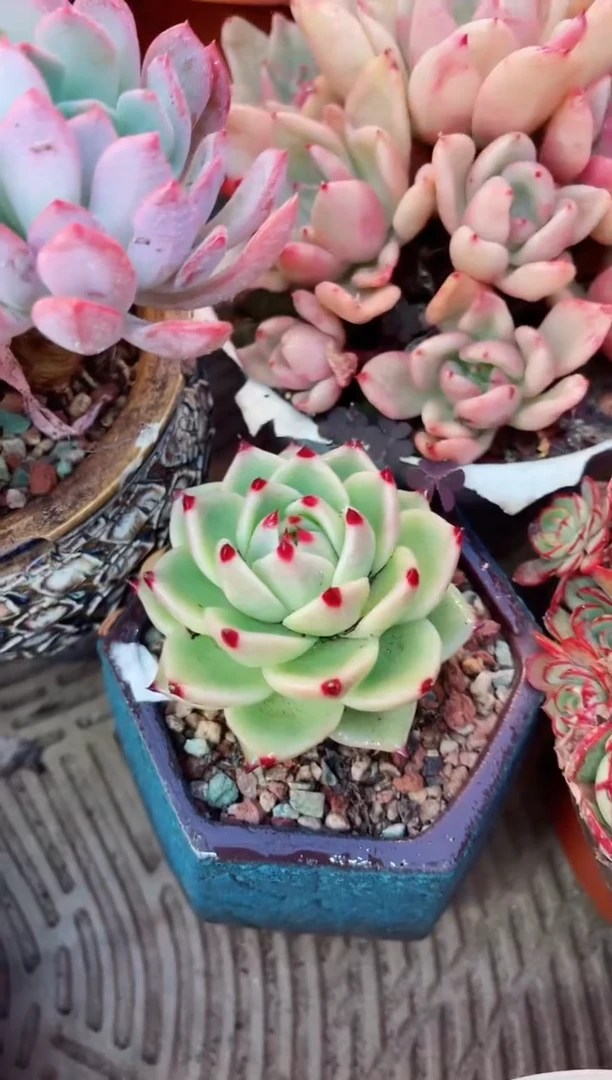 【闪购商品】10082