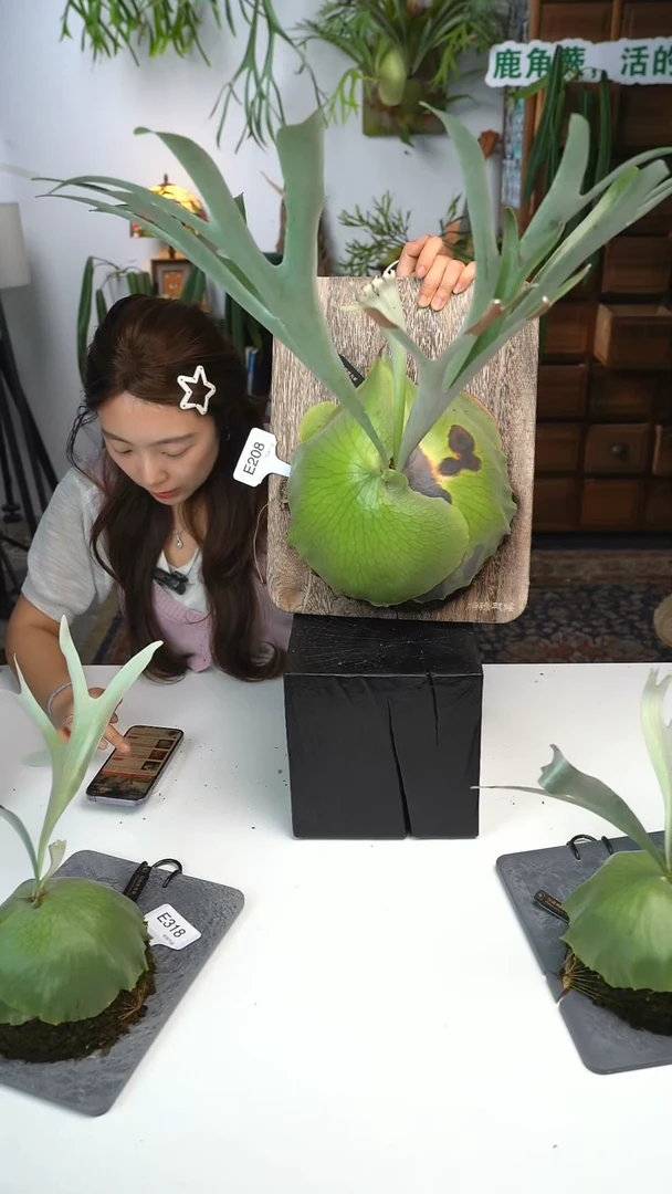 无花朵E208-马圆鹿角蕨成株