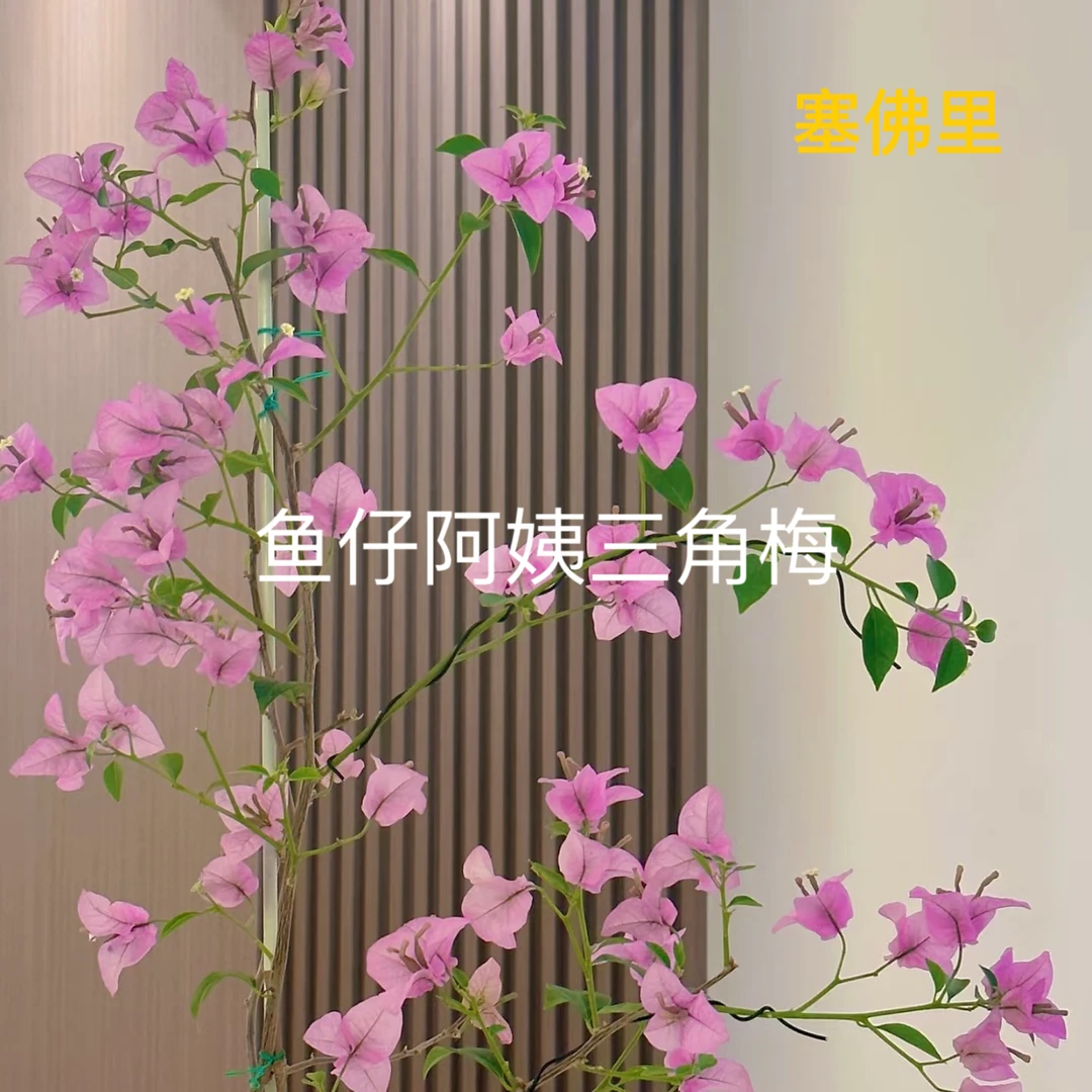 【塞佛里】三角梅四季勤花爬藤庭院绿植