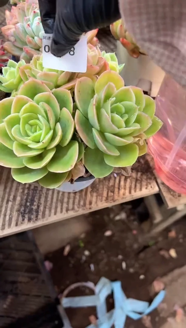 冰*多肉植物一物一拍07378