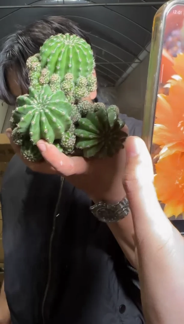 3颗【橙花】黑金刚【带根】