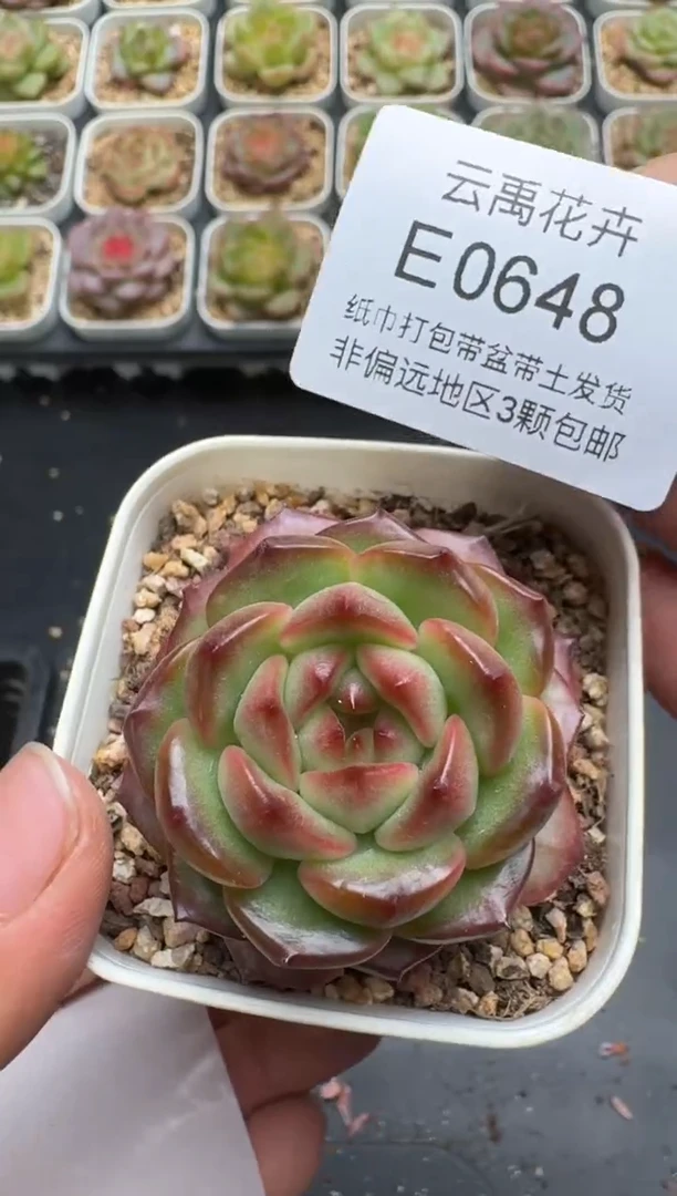 648E云禹多肉植物 带盆土纸巾打包 3颗包邮