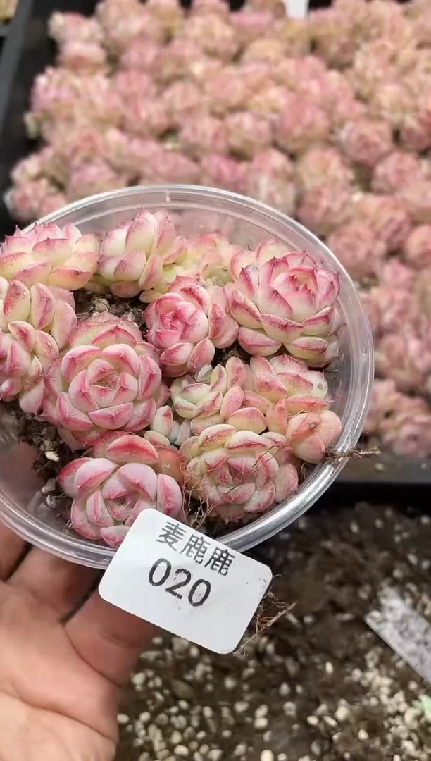 020青峰珍妮    量拍