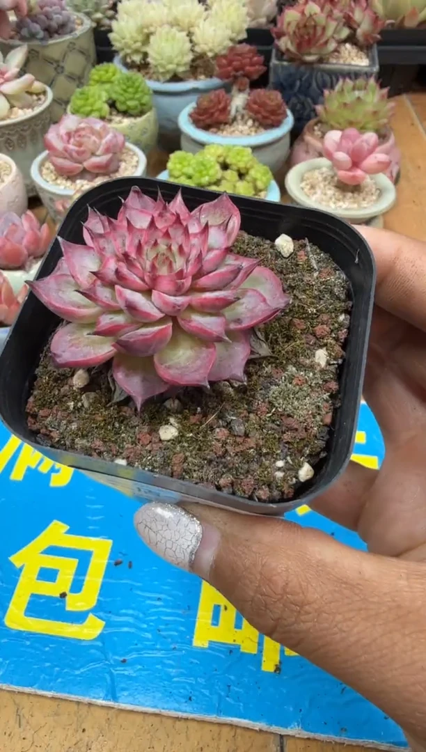 东云多肉园二店-605