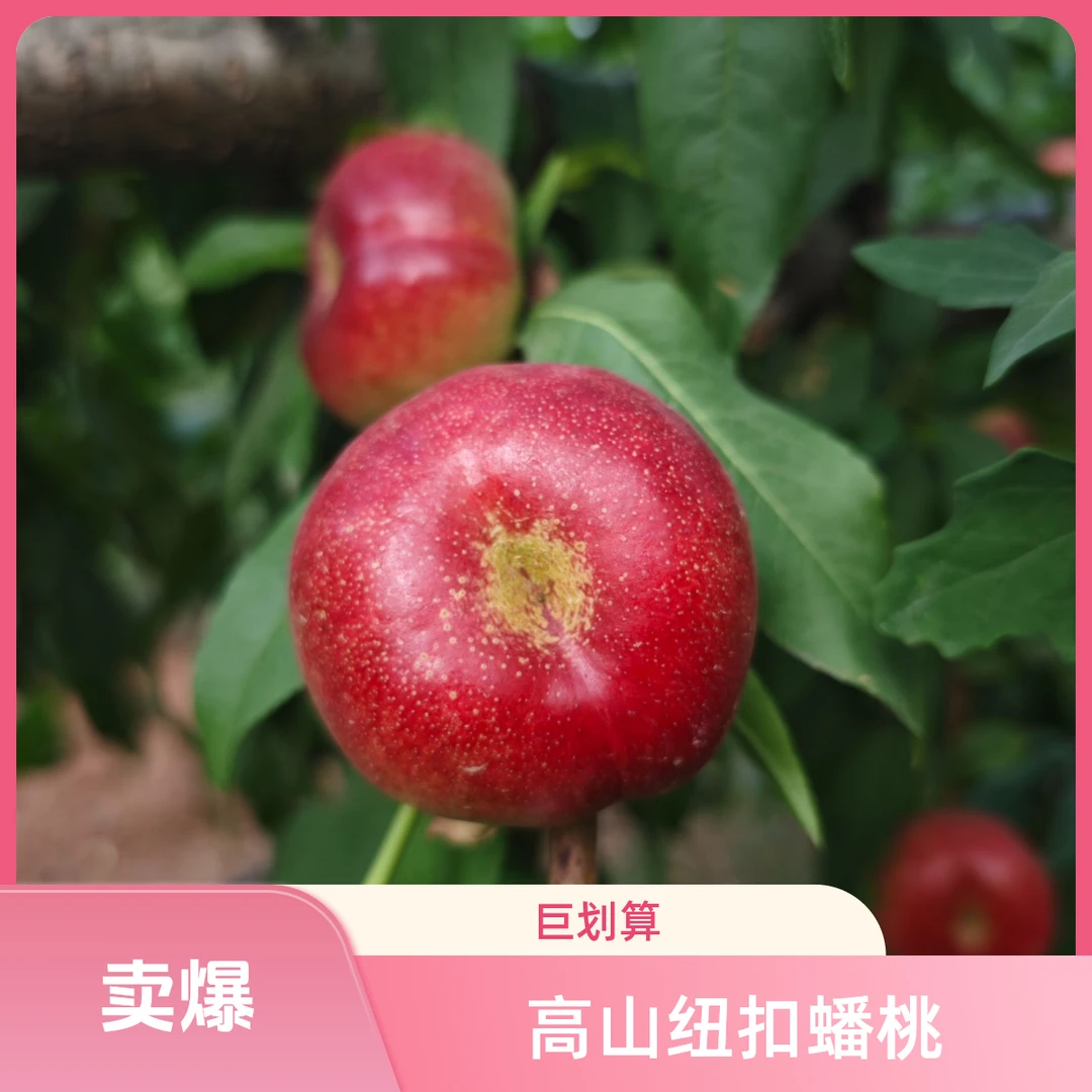 高山纽扣蟠桃鲜甜多汁现摘现发