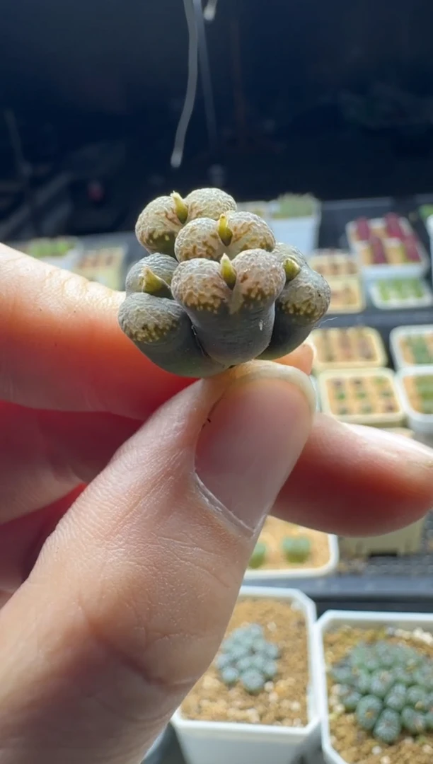 【闪购商品】17-215