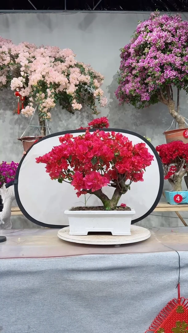 【闪购商品】盆景四季同安红