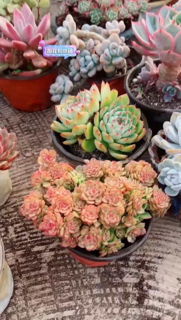 蓝****）多肉植物一物一拍29192