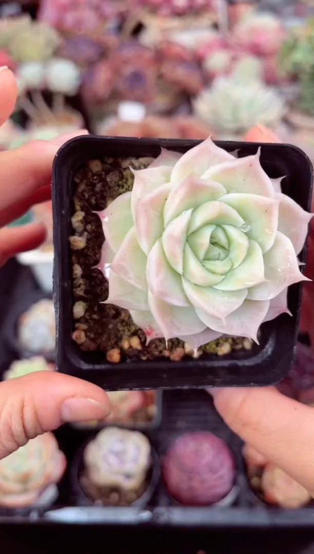 【闪购商品】4830单头麦秆多肉