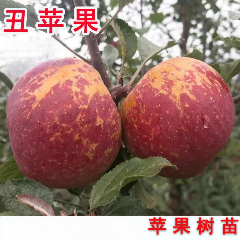 3年苗买一送一】嫁接冰糖心丑苹果树苗云南邵通大凉山苹果苗地栽