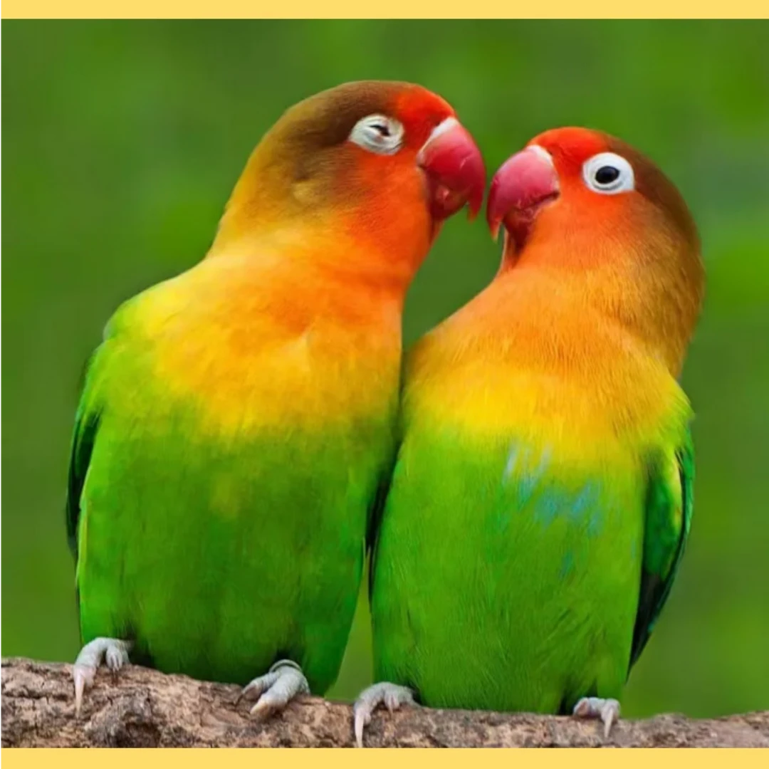 （一物一拍）牡丹鹦鹉活体 观赏鸟 亲人好养活  适合当宠物