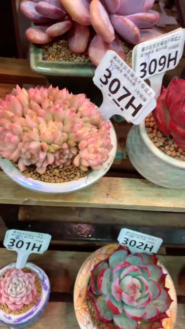 307H（一物一拍，精品多肉.二十八包邮非偏远）