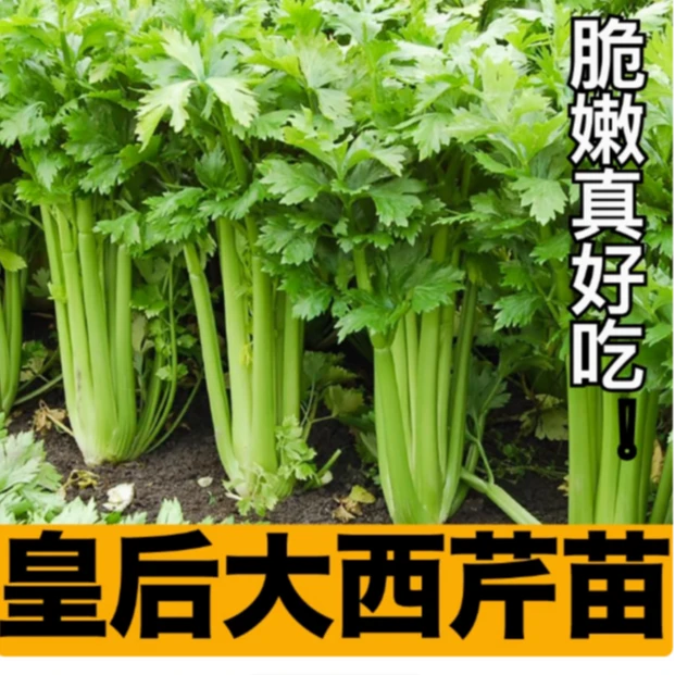 四季芹菜秧苗【大肉皇后西芹苗】耐热庭院种植大田种植纤维少口感好