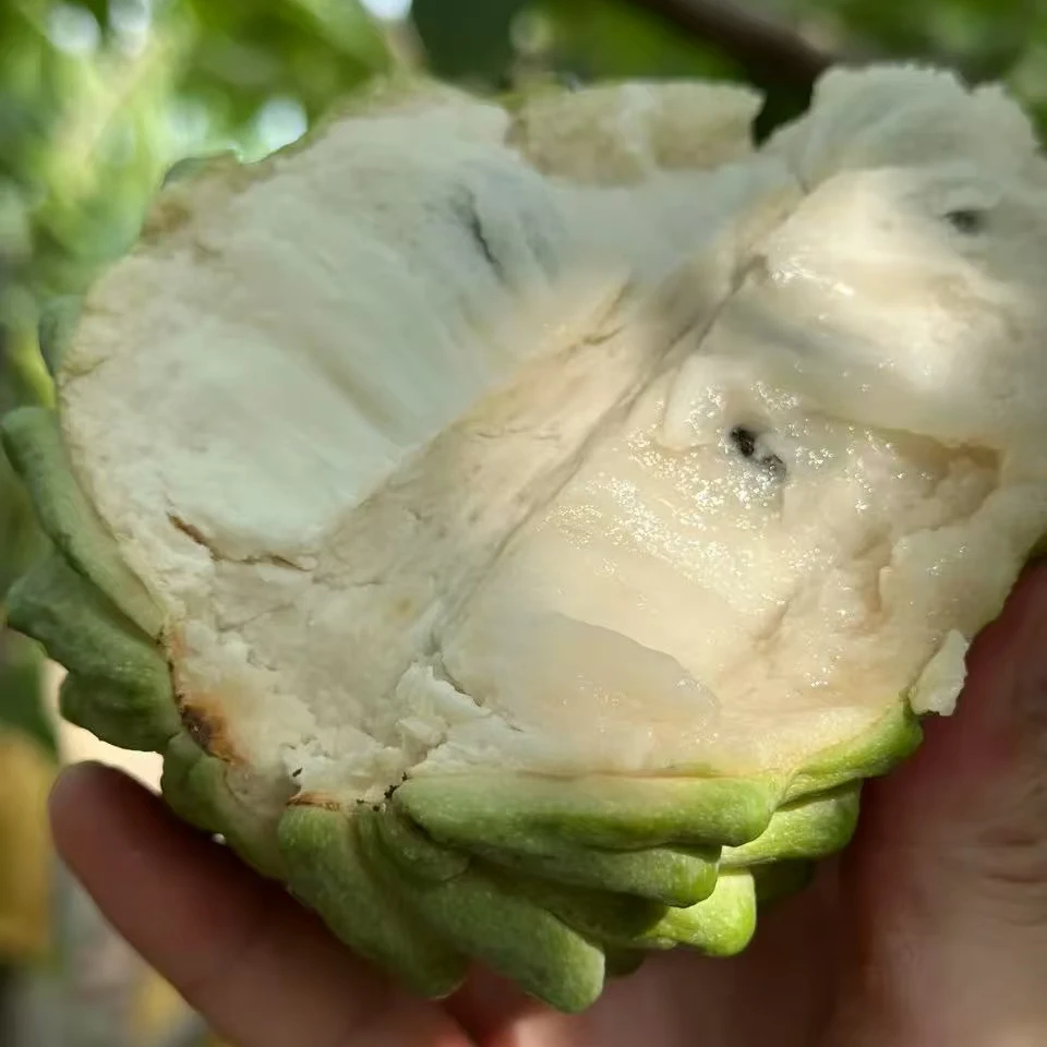 牛奶释迦果一颗