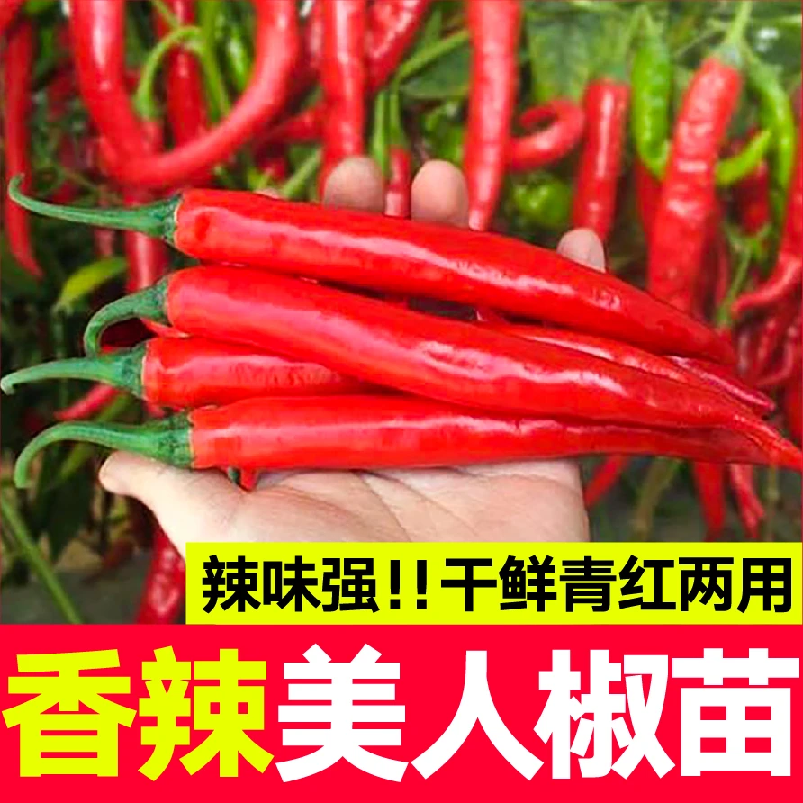 美人椒辣椒苗香辣美人椒干湿两用阳台庭院大棚种植